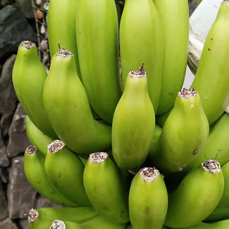 Chalet Happy Garachico (Tenerife)