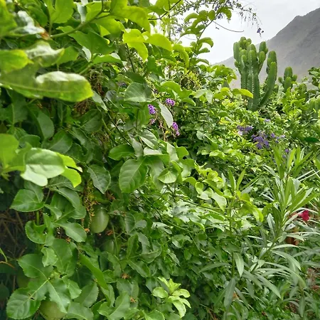 Happy * Garachico (Tenerife)