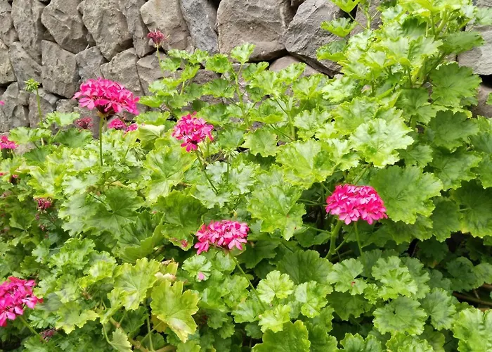 Happy * Garachico (Tenerife)