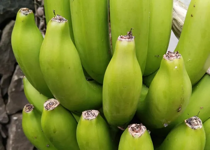 Chalet Happy Garachico (Tenerife)